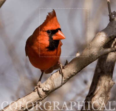 The Color Blog Colorgraphical Share Button