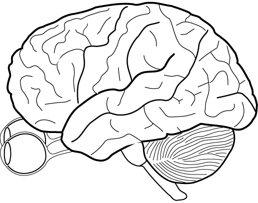 The Color Blog Brain Eye Sketch