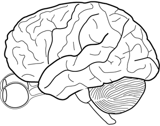 Color vision brain and eyes
