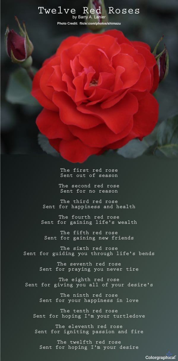 Twelve Red Roses - Number of roses meaning and symbolism