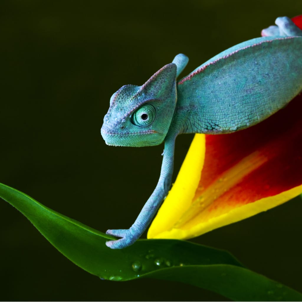 chameleon paint colors