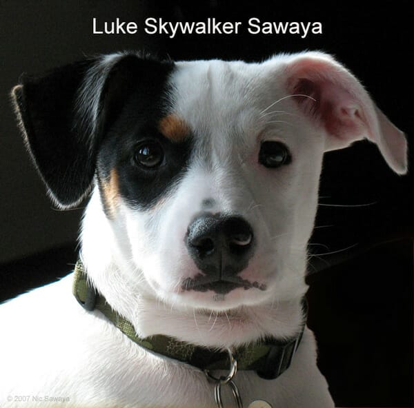 Luke-Skywalker-Sawaya-Jedi-Mind-Tricks