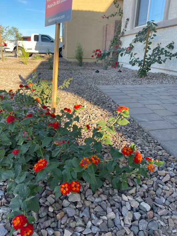 We Moved and Set Up a Vertical Garden Planter Day One Orange Flowers